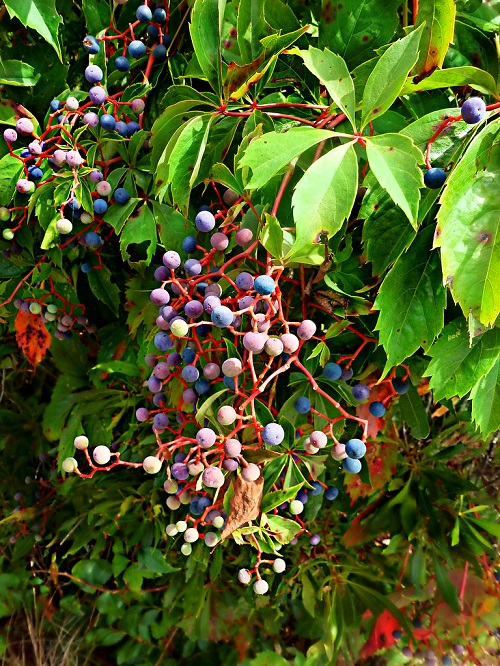 Virginia Creeper with red steam