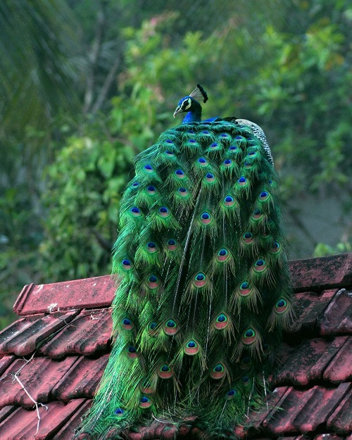 What Does It Mean When a Peacock Spreads Its Feathers 2