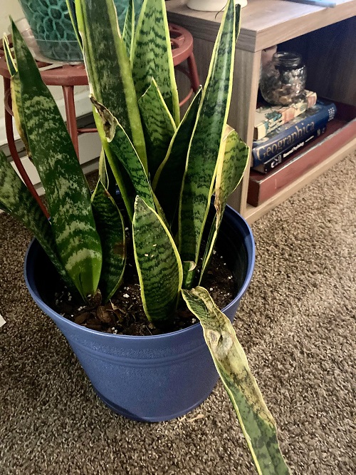 Snake Plant Leaves Falling Over 9