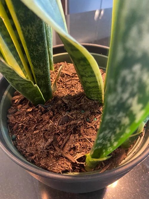 Snake Plant Leaves Falling Over 7