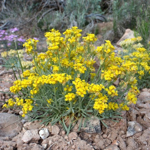 Yellow Wildflowers 63