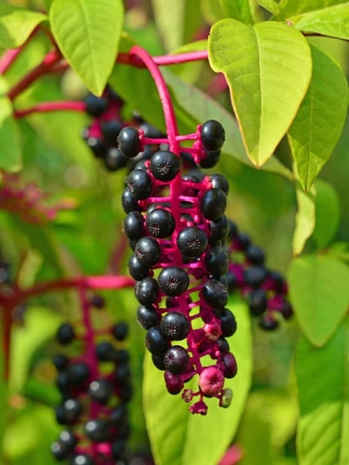 Pokeberries 10