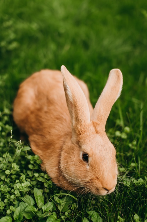 Do Rabbits Eat Pepper Plants 3