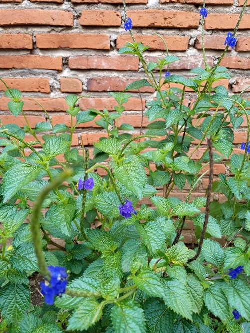 Tropical Evergreen Shrubs of the Verbena Family 5