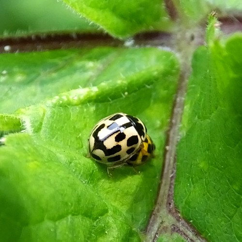 Yellow Bugs on Plants 5