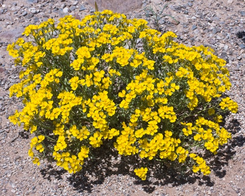 Yellow Wildflowers 31