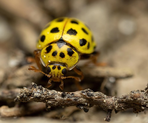 Yellow Bugs on Plants 1