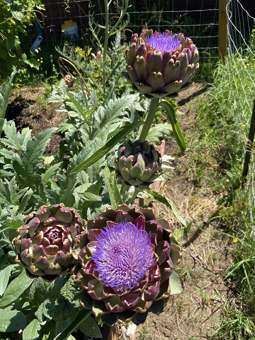 Purple Artichokes With Purple Flowers 4