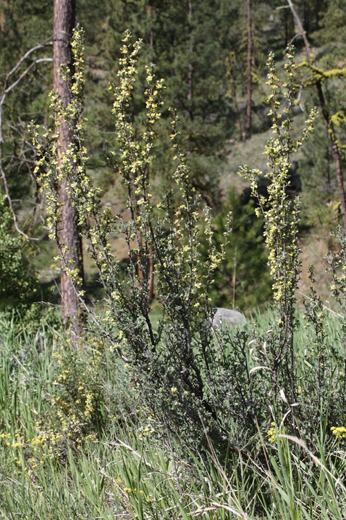 Yellow Wildflowers 11