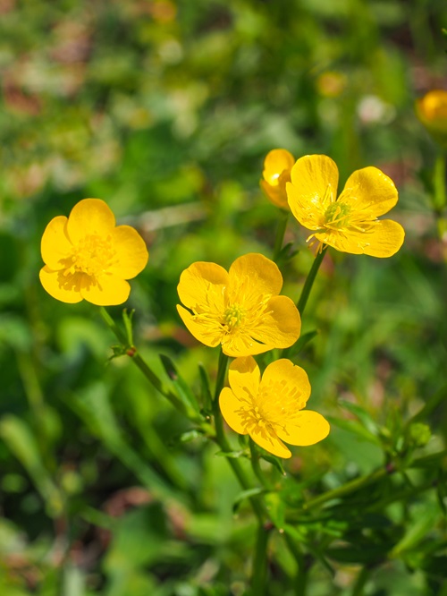 Yellow Flowers With Five Petals 1