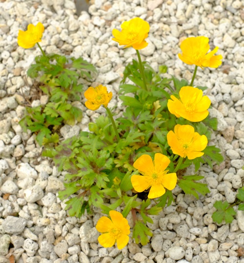 Ranunculus acris 6