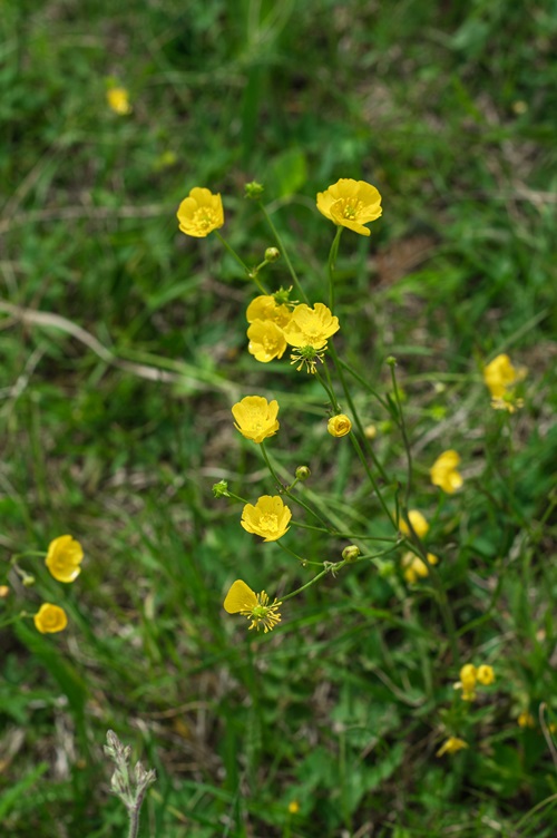 Yellow Wildflowers 9