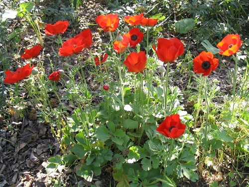 Flowers That Look Like Poppies 2