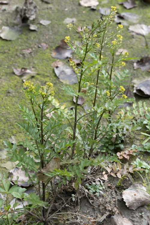 Yellow Wildflowers 25