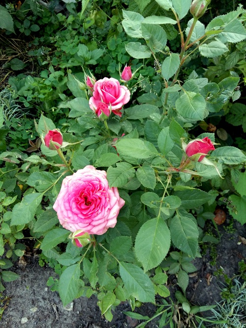 Prickly Leaves rose 3