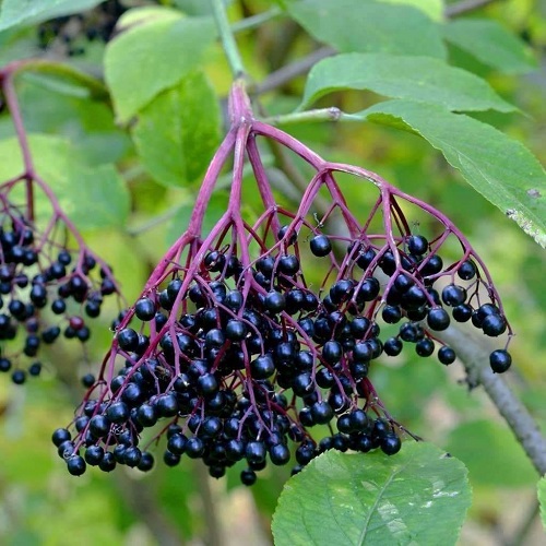 Elderberries 5