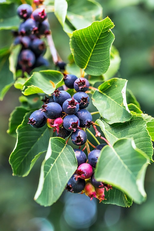 Saskatoon Berries 2