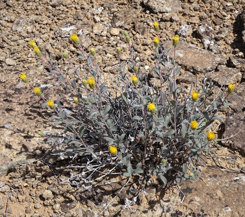 Yellow Wildflowers 55