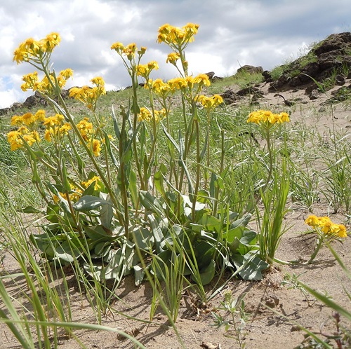 Yellow Wildflowers 39