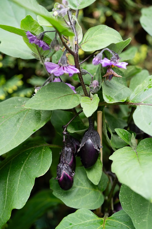 Eggplant With Purple Flowers 1