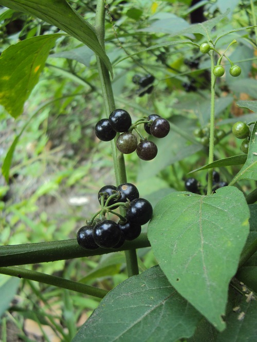 Nightshade Berries 9