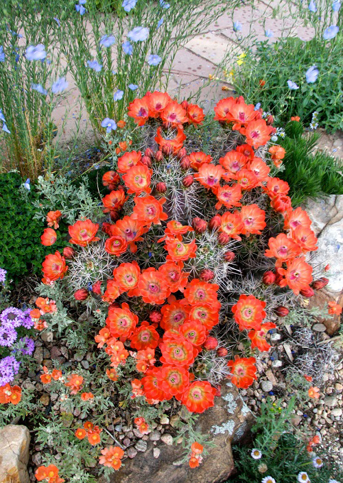 Flowers That Look Like Poppies 14