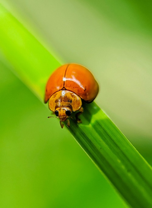 Ladybug With No Spots Spiritual Meaning 1