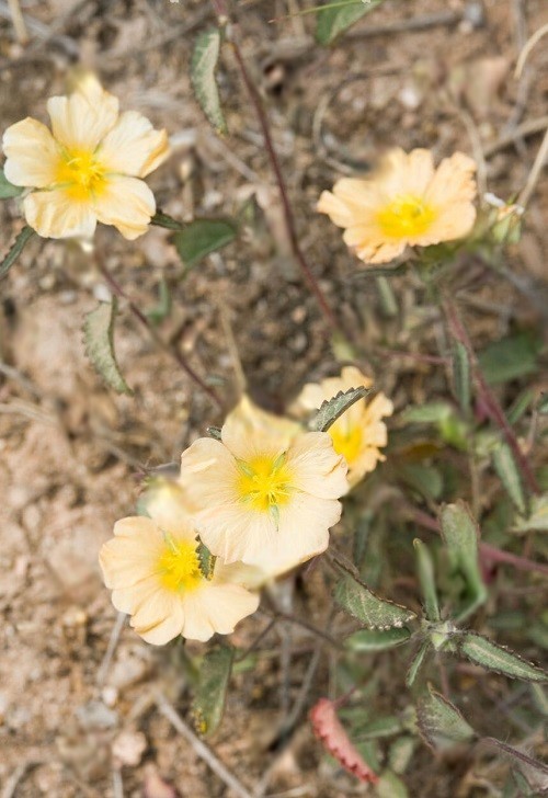 Orange Wildflowers 27