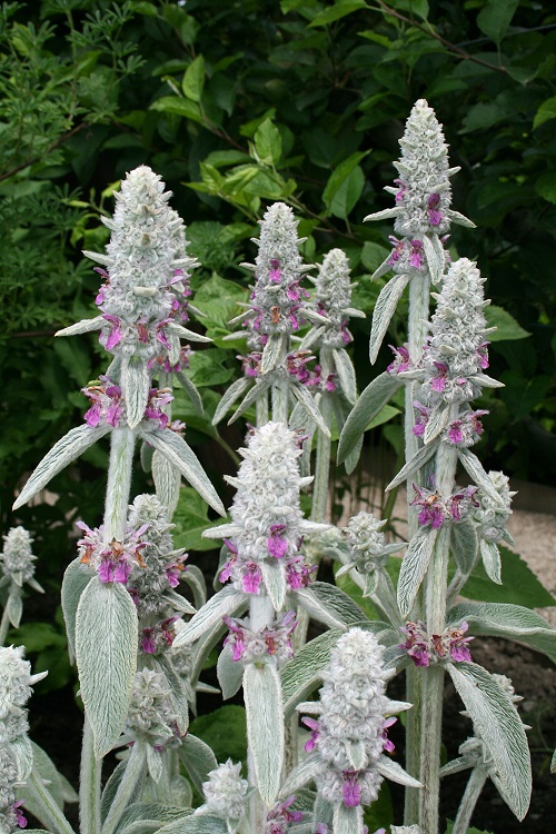 Mullein Look Alikes 7