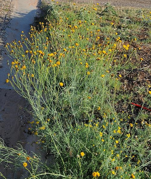 Yellow Wildflowers 53