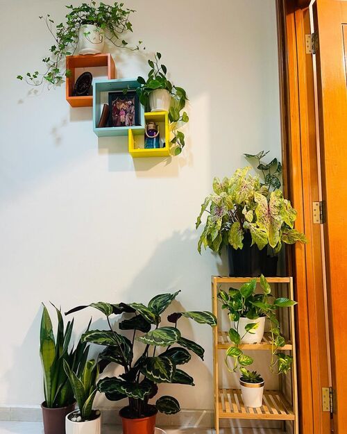 Corner Plant Stand 5