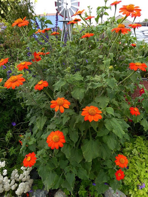 Orange Wildflowers 25