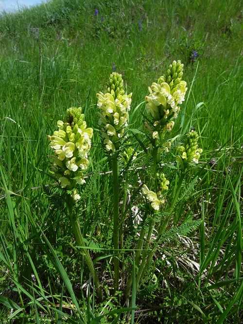 Yellow Wildflowers 29