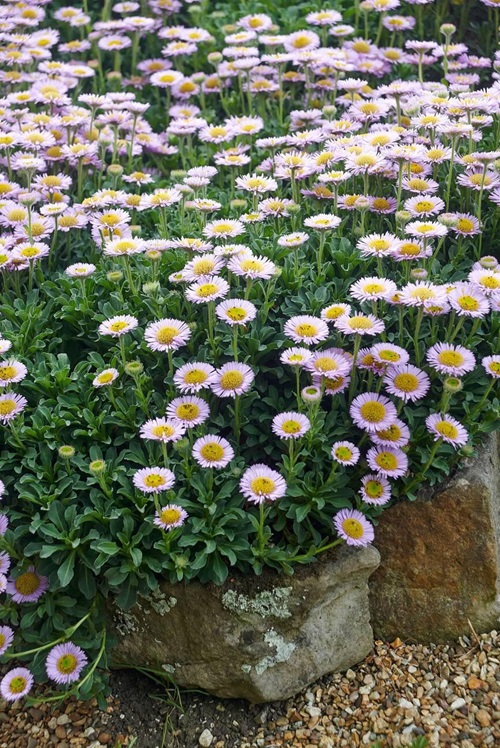 Sea Aster flower 14