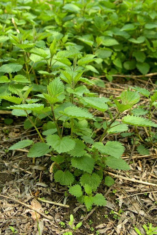 Prickly Leaves plant 10 