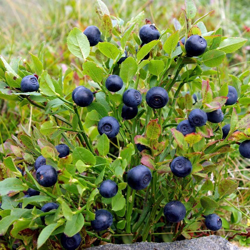 Bilberries 6