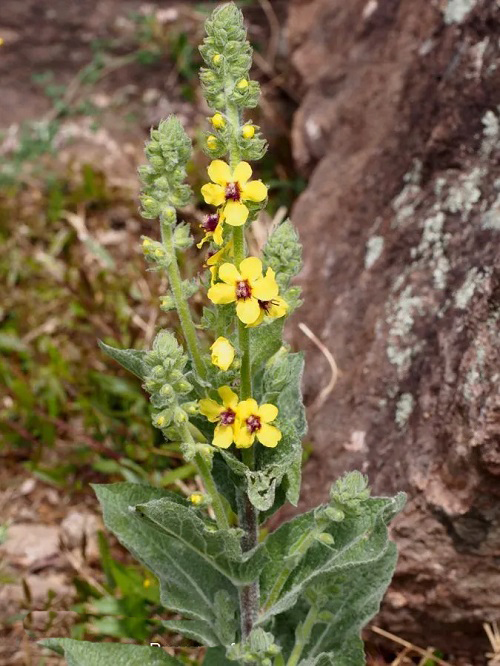 Mullein Look Alikes 11