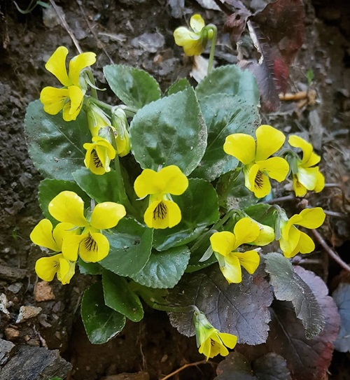 Yellow Wildflowers 5