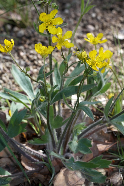 Yellow Wildflowers 23