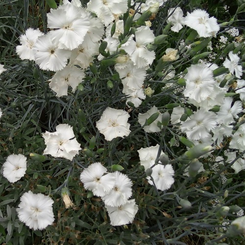 Ivory Flowers 10