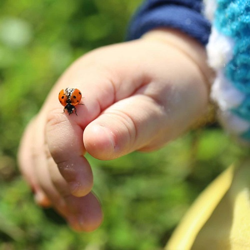 ladybug landing on person 4