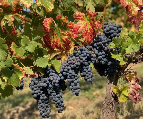 Vines with Red Stems and 5 Leaves 3