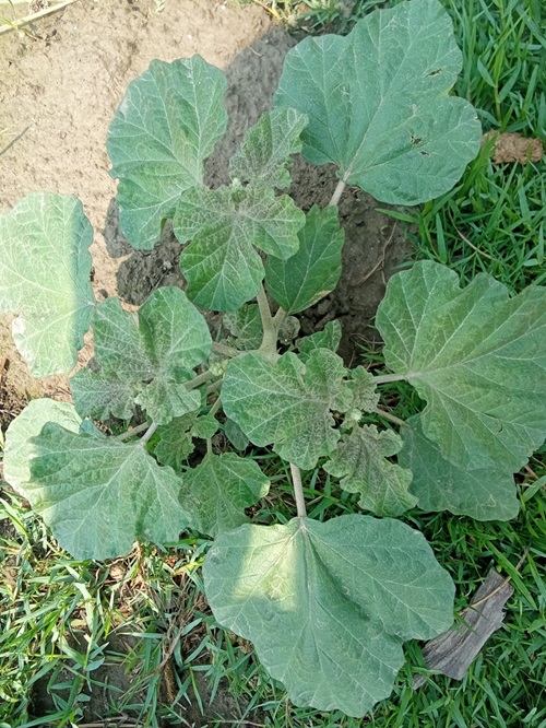 Weeds That Look Like Squash Plant 5