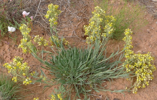 Yellow Wildflowers 61