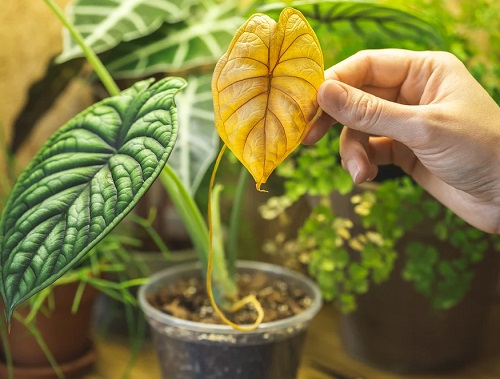 Houseplant Myths 3