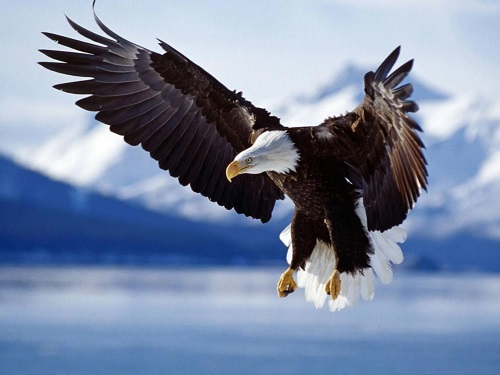 What Does It Mean When an Eagle Flies Over You 2