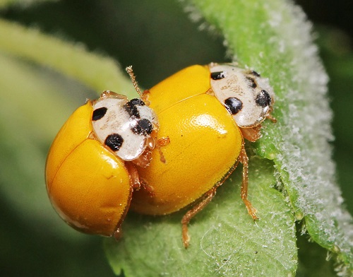 Ladybug With No Spots Spiritual Meaning