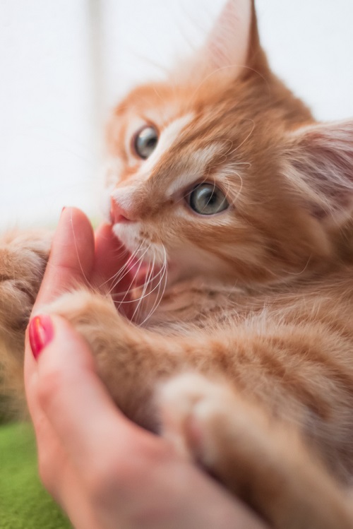 What Does it Mean When a Cat Licks You 3