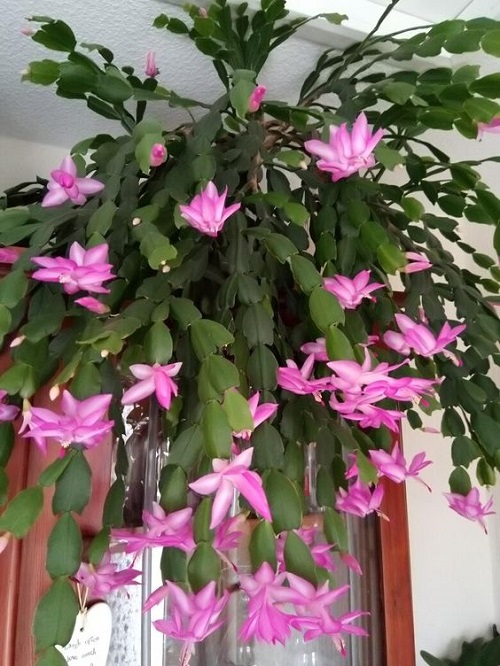 Christmas Cactus Fertilizers