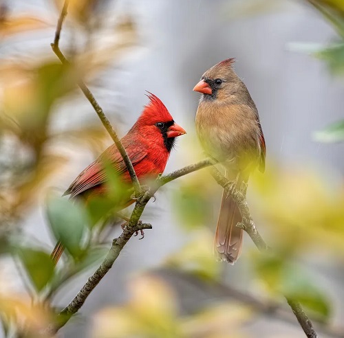 What Does It Mean When You See Two Cardinals Together 4